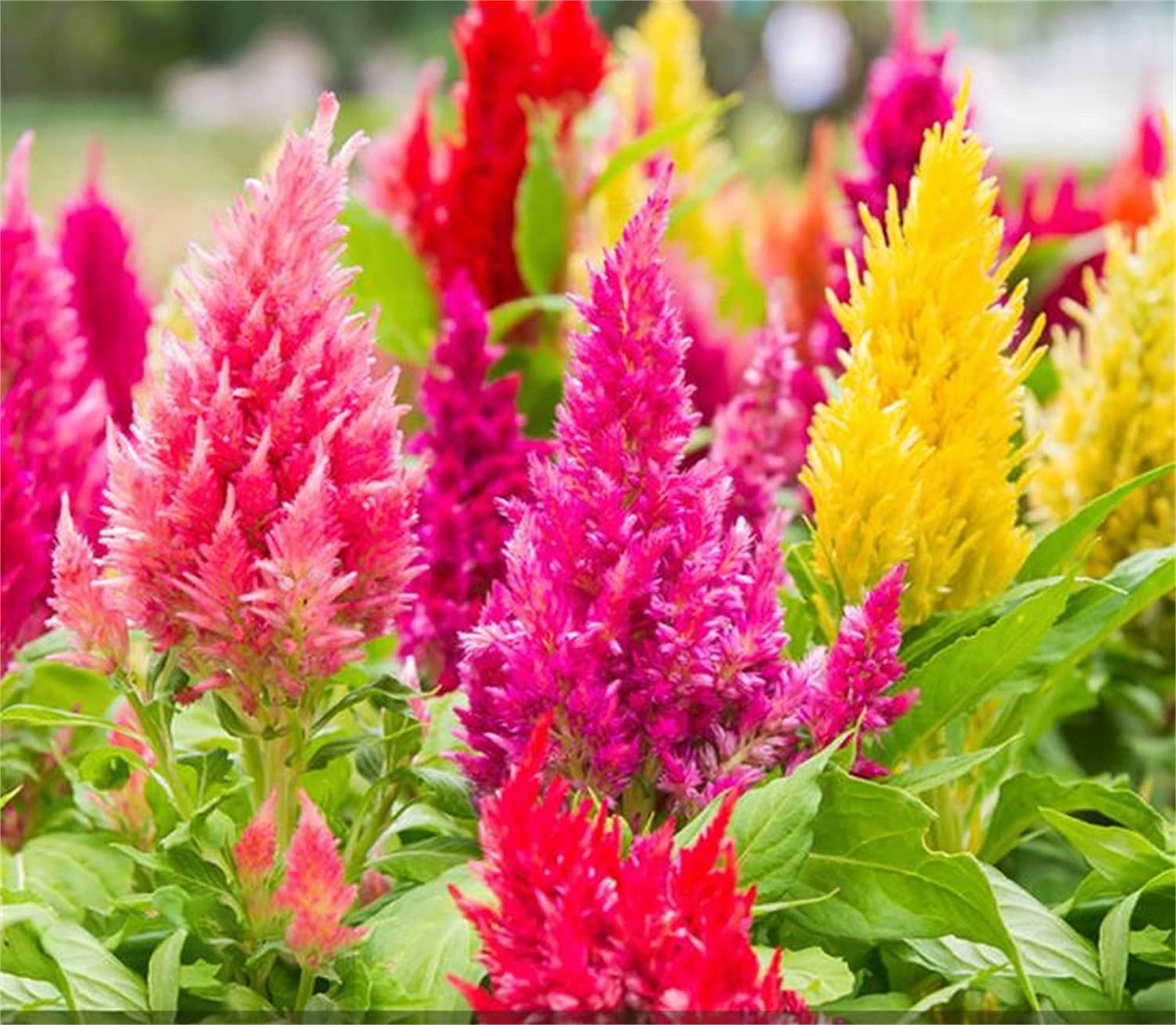 Cockscomb Pampass Plume 500 Seeds Celosia Argentea Rainbow Colour ...