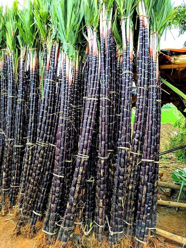 Sugar Cane Seeds for Planting 100+ Giant Sugar Cane Seeds